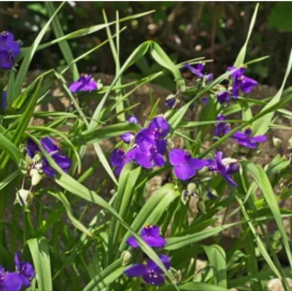 Purple Spiderwort.  15 PLANTS $15 - Picture 1 of 3